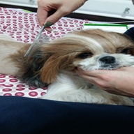 리케이 스텐레스 꼬리빗