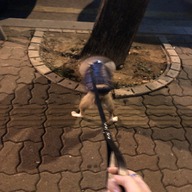 애드펫 통가죽 리드줄 블랙