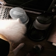 멜슨 피도 반자동 급식기 화이트