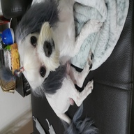 리케이 BB 애니멀 칼라스토리 염색약 그레이 50ml