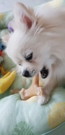 베네본 위시본 치킨 스몰
