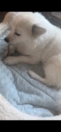 네츄럴EX 불리스틱 초소형 1개입