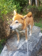 트레폰티 이지핏 리버티 하네스 버클타입 블랙