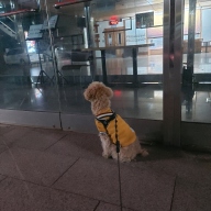 트레폰티 이지핏 리버티 하네스 버클타입 블랙