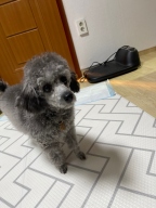 메이킷 네임택 목걸이 서클 로즈골드