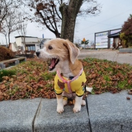 메이킷 네임택 목걸이 서클 로즈골드