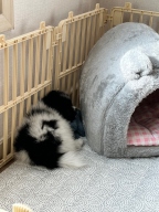 울리 바니펫 하우스 그레이