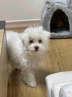 울리 바니펫 하우스 그레이