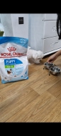 로얄캐닌 미니 인도어 퍼피 8.7kg 면역력