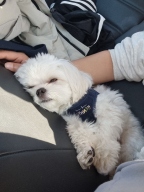 베니즈 코듀로이 하네스 네이비 S