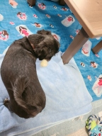 순우리 국산개껌 소형 4개입