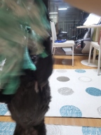 핸들러 사운드토이 삐삐