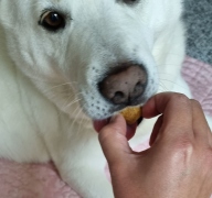 [유통기한 임박 24.01.08] 힐스 강아지 어덜트 오랄케어 1.8kg