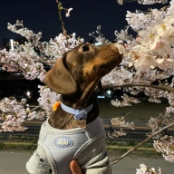 올치 마카롱 하네스 스카이블루