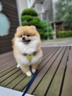 이츠독 마이퍼피 하네스 옐로우