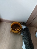 밤부 플레이팅 식기 옐로우