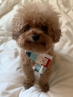 이츠독 색동자수 한복 케이프 민트