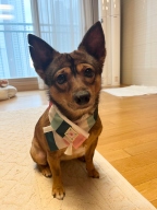 이츠독 색동자수 한복 케이프 민트