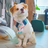 이츠독 색동자수 한복 케이프 민트