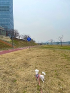 마이플러피 뉴 멀티 리드줄 2.8M 다크핑크