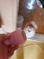 네추라 너리쉬 에그공룡 덴탈트릿 토이