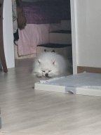 어니스트 대형 배변판 그레이