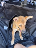 라이칸 털날림방지 방수 올커버 애견 카시트 중형