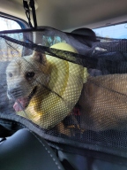 라이칸 털날림방지 방수 올커버 애견 카시트 대형