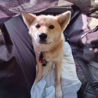 라이칸 털날림방지 방수 올커버 애견 카시트 대형