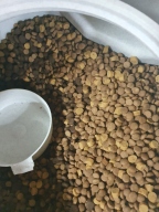 어드밴스 독 어덜트 미니 3kg