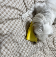 마이플러피 노즈워크 누가 내 치즈를 먹었개