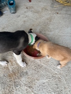 [샘플] 아투 독 퍼피 30g