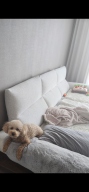 펫홀릭 노즈워크 당근농장