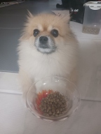 하림펫푸드 더리얼 그레인프리 오븐베이크드 연어 어덜트 5.8kg