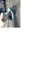 아카나 퍼피 6kg