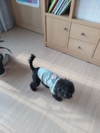 펫츠랜드 달콤 티셔츠 민트