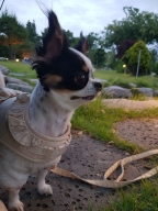 펫츠랜드 루나 프릴 하네스 아이보리