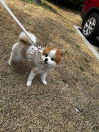 펫츠랜드 루나 프릴 하네스 아이보리