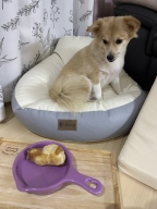 오래 먹는 간식으로 쵝오!!!