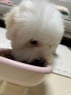 슈퍼포우 수제간식 구운 명태포 60g